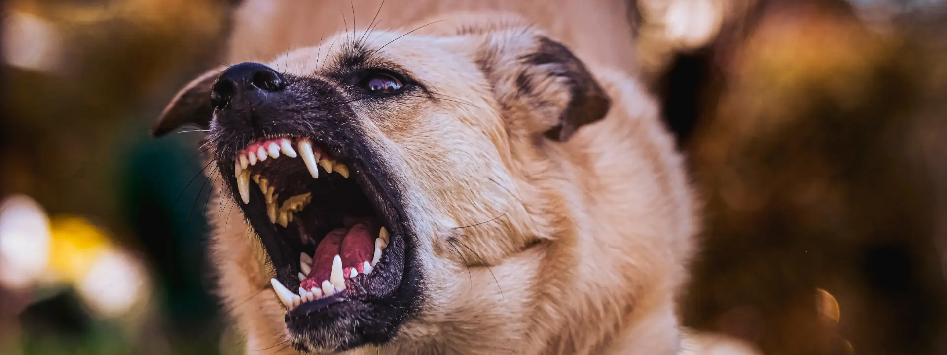 Understanding the Risks of Animal Bites in Urban Areas