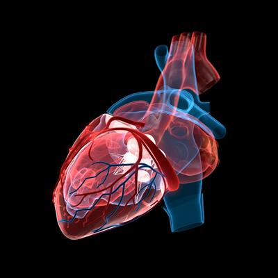 Understanding the Different Specializations Within Cardiology