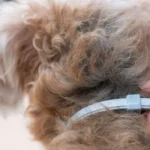 Why You Should Consult a Lyme Disease Specialist for Persistent Symptoms