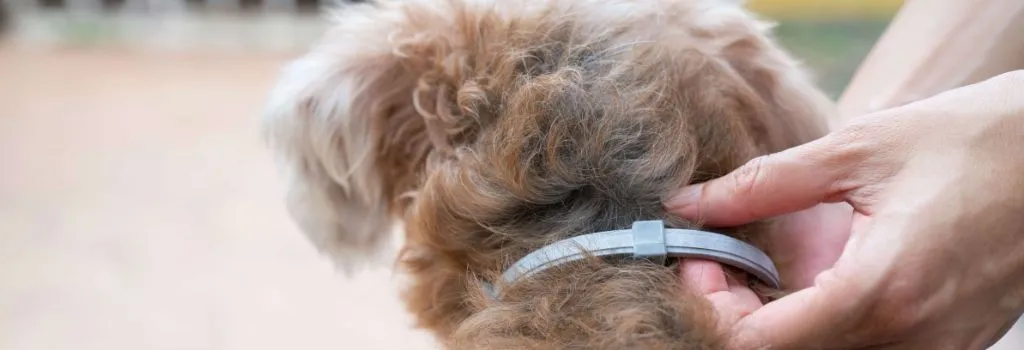 Why You Should Consult a Lyme Disease Specialist for Persistent Symptoms